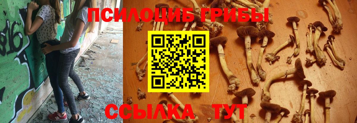 Псилоцибиновые грибы GOLDEN TEACHER  Псилоцибиновые грибы Psilocybine cubensis  Великий Новгород 